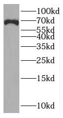 RUFY2 Antibody - BSA Free
