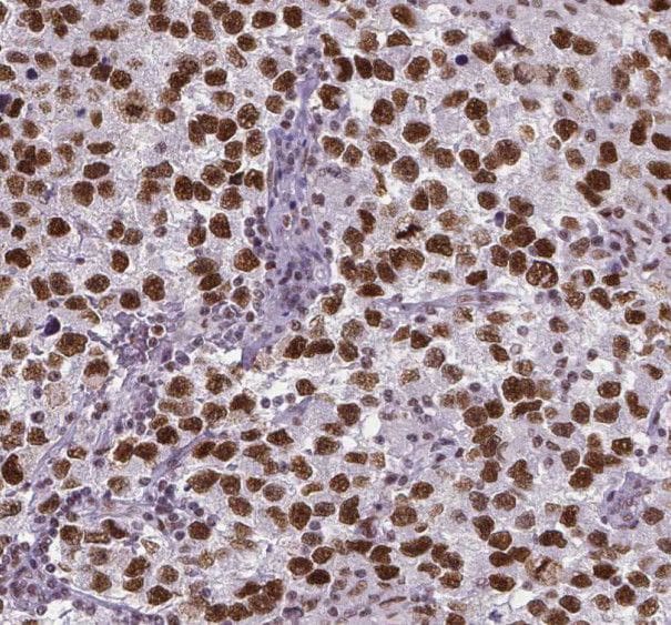 RUFY2 Antibody - BSA Free