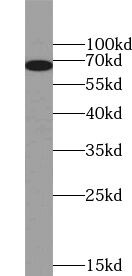 ZNF48 Antibody - BSA Free