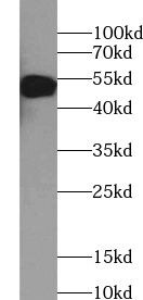 ZNF253 Antibody - BSA Free