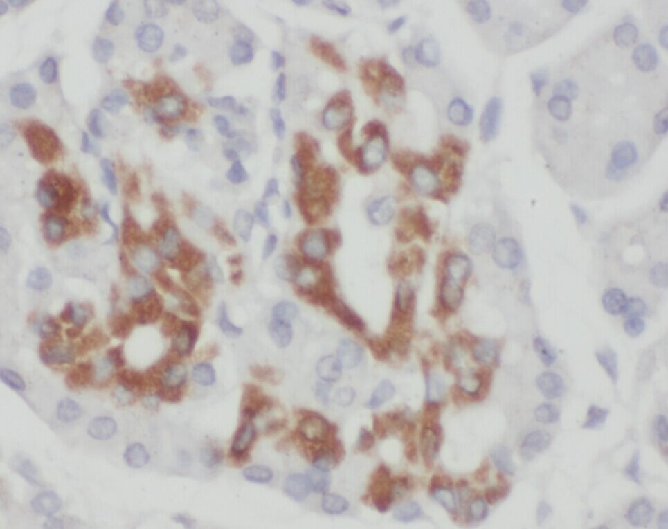 ZNF2 Antibody - BSA Free