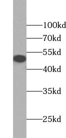 ZNF2 Antibody - BSA Free