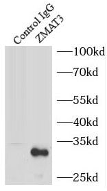 PAG608 Antibody - BSA Free