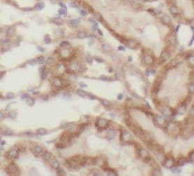 SLC39A7/ZIP7 Antibody - BSA Free