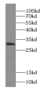 ZGLP1 Antibody - BSA Free