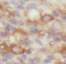 ZGLP1 Antibody - BSA Free