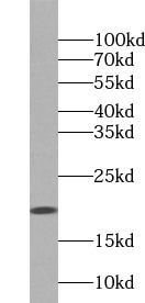ZG16 Antibody - BSA Free