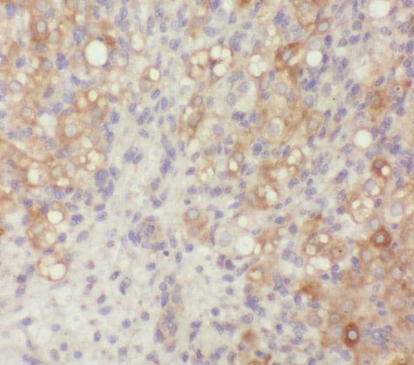 ZER1 Antibody - BSA Free