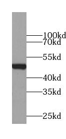 ZBTB25 Antibody - BSA Free
