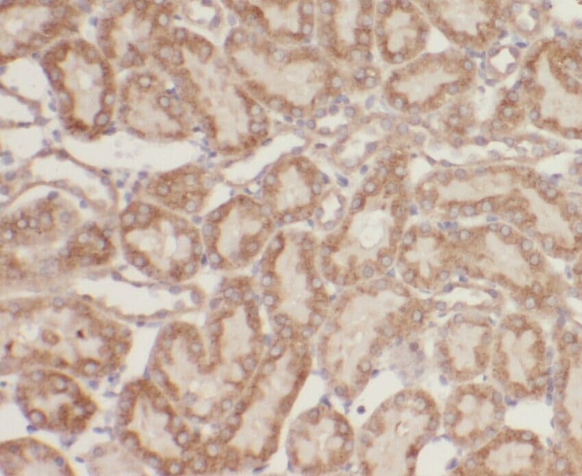 ZBTB20 Antibody - BSA Free