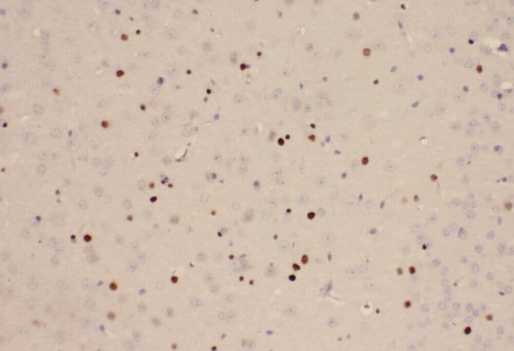 YPEL1 Antibody - BSA Free