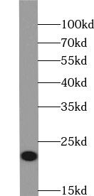 YPEL1 Antibody - BSA Free