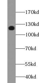 xylosyltransferase 1 Antibody - BSA Free