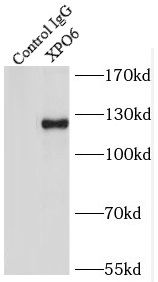 XPO6 Antibody - BSA Free