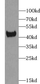 XKR6 Antibody - BSA Free