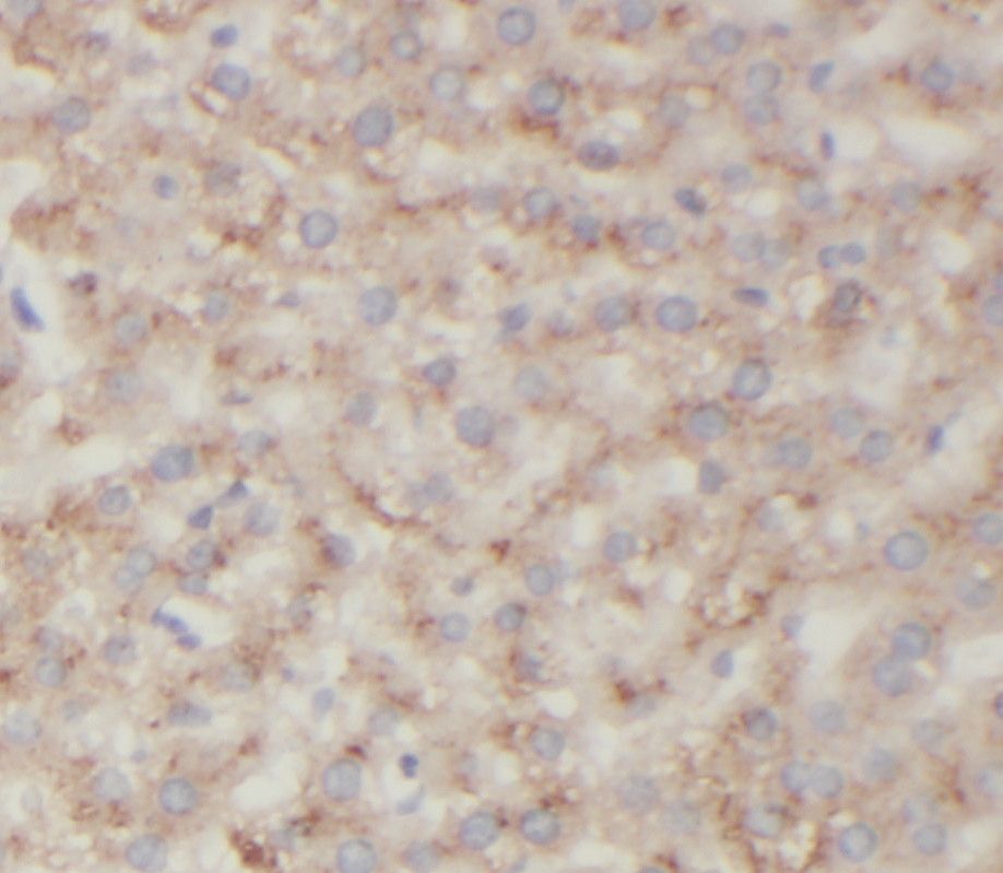 Suppression of Tumorigenicity 7 Antibody - BSA Free