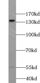 WWC2 Antibody - BSA Free