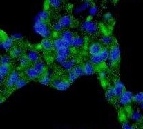 WWC2 Antibody - BSA Free