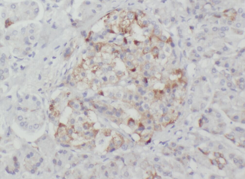 WSB2 Antibody - BSA Free