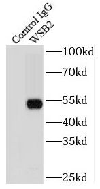 WSB2 Antibody - BSA Free