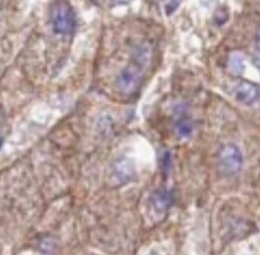 FRMD6 Antibody - BSA Free