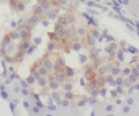 WFDC3 Antibody - BSA Free