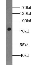 WDR46 Antibody - BSA Free