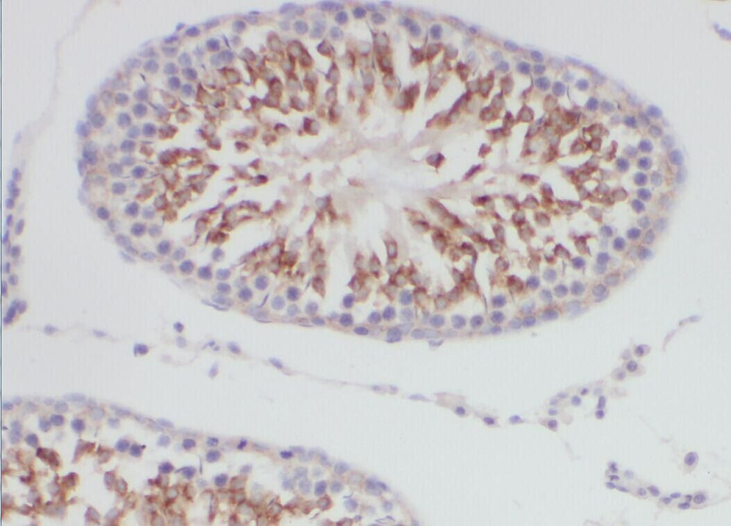DCAF12 Antibody - BSA Free