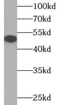 DCAF12 Antibody - BSA Free