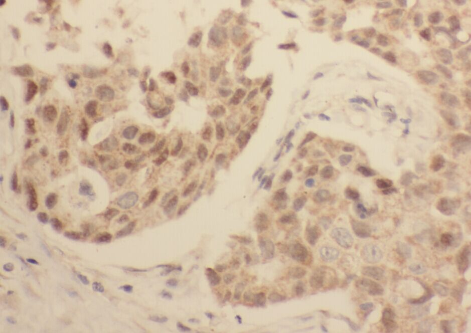 WDR38 Antibody - BSA Free