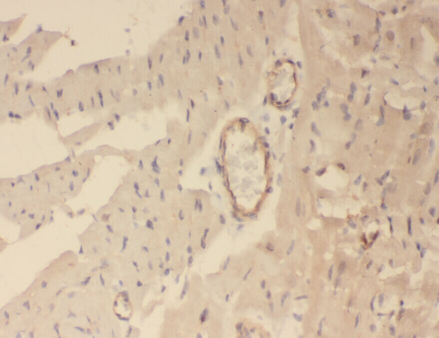 WDR37 Antibody - BSA Free