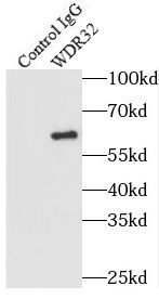DCAF10 Antibody - BSA Free