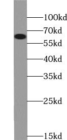 DCAF10 Antibody - BSA Free