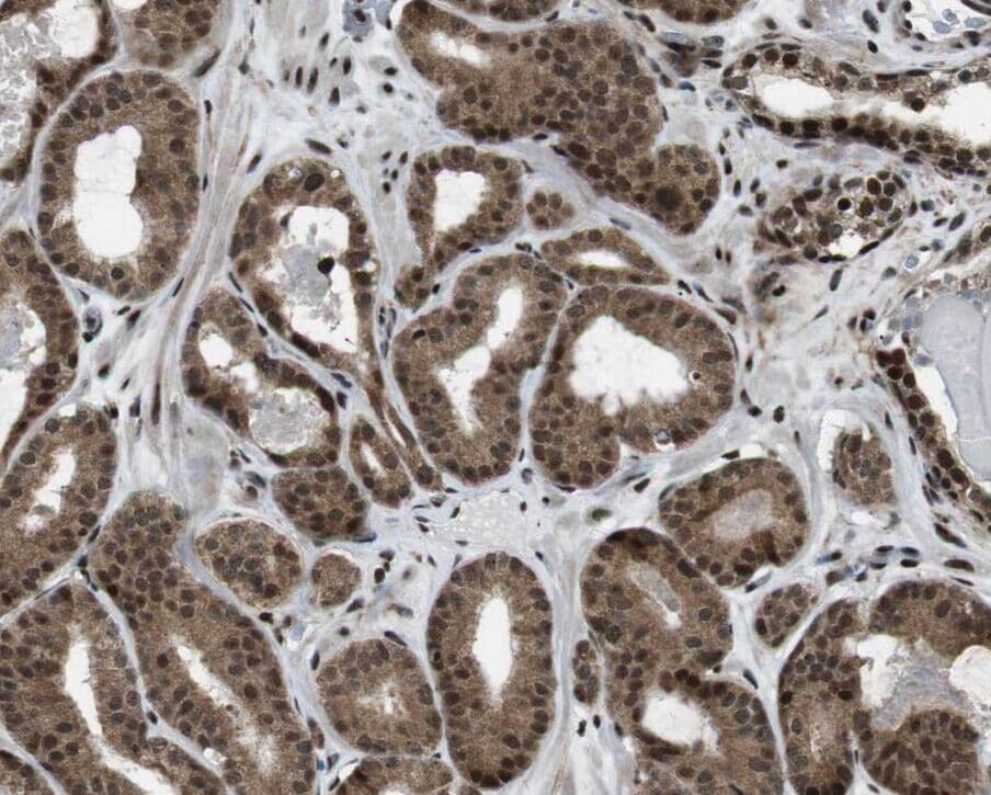 DCAF10 Antibody - BSA Free