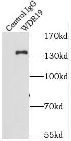 WDR19 Antibody - BSA Free
