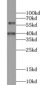 WDR13 Antibody - BSA Free