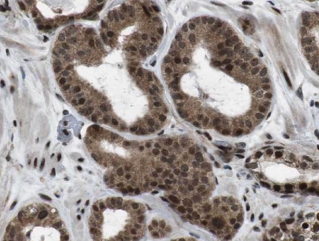 WBP2NL Antibody - BSA Free