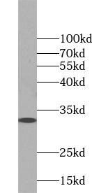 WBP2 Antibody - BSA Free