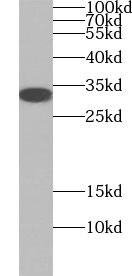 WBP1 Antibody - BSA Free