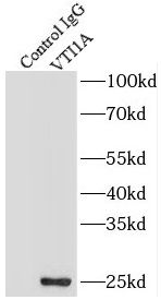 VTI1A Antibody - BSA Free