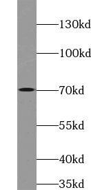 VSX1 Antibody - BSA Free