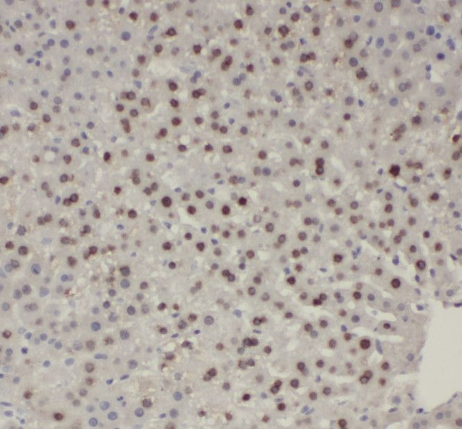 SH3BGRL2 Antibody - BSA Free