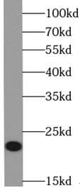 VMO1 Antibody - BSA Free