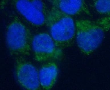VMO1 Antibody - BSA Free