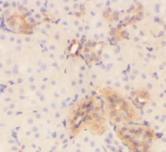 VMO1 Antibody - BSA Free