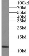 VMA21 Antibody - BSA Free
