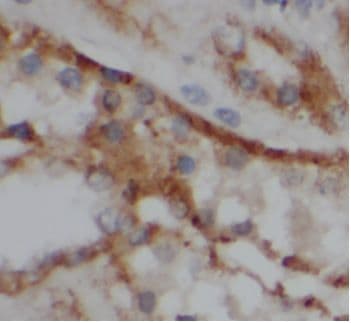VIPR1/VPAC1 Antibody - BSA Free