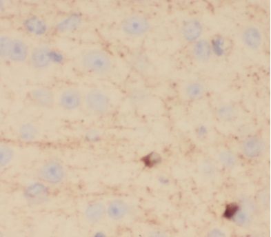 VEZT Antibody - BSA Free