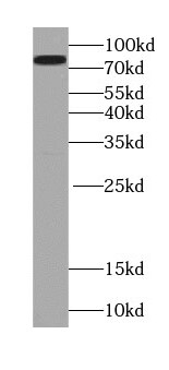 VRTN Antibody - BSA Free