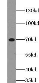 UTP3 Antibody - BSA Free